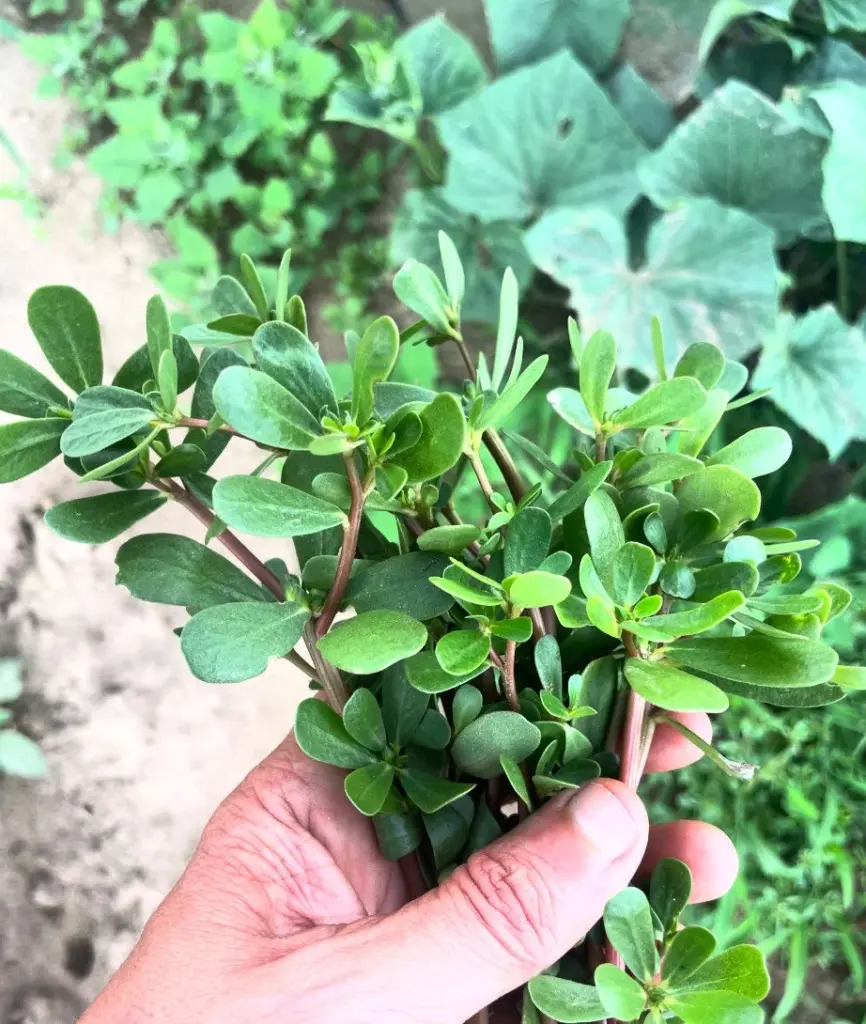 Purslane plant with red stems and succulent green leaves growing naturally, rich in omega-3 fatty acids and essential nutrients